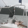 comorant resting on Geraldine